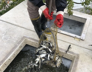 У Київське водосховище випустили понад 600 тис. мальків риби